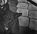RIP little fel&hellip;