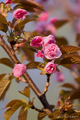Prunus lannesi&hellip;