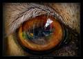 Eye of the beh&hellip;
