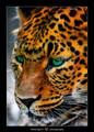 See these eyes&hellip;