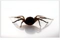 Tegenaria giga&hellip;