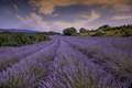 lavanda visins&hellip;