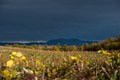 vinograd pod U&hellip;