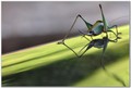 Green passion.&hellip;