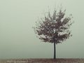 Drvo...Bundek &hellip;