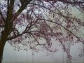 Jutro u krošnj&hellip;