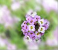 Purple flowers&hellip;