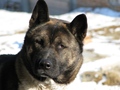 Americka Akita&hellip;