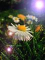 Play Daisy for&hellip;