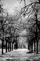 Prava grana, p&hellip;