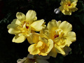 Yellow is the &hellip;