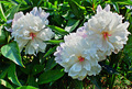 three for happ&hellip;