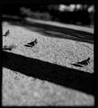 pigeons