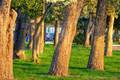 Hdr treeline