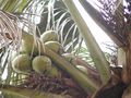 kokosi