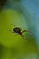 Itsy bitsy spi&hellip;