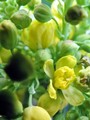 Flower beads