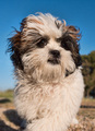 Ewoksoidni pas&hellip;