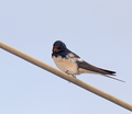 Angry Bird(s) &hellip;