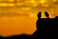 Love birds