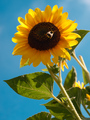 Suncokret&&hellip;