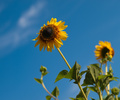 Kupanje na sun&hellip;