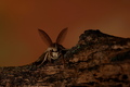Lymantria disp&hellip;