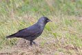 čavka (Corvus &hellip;