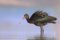 blistavi ibis &hellip;