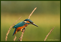 vodomar-Alcedo&hellip;