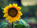 okreni se, sun&hellip;