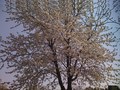 Buđenje