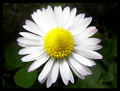 A Little Beauty