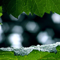 After the rain&hellip;