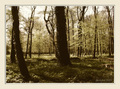 Enchanted fore&hellip;