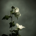 Les fleurs du &hellip;