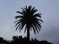 palma u austra&hellip;
