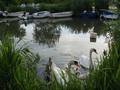 labuđe jezero &hellip;