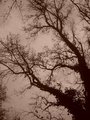 branches of li&hellip;