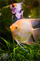 Pterophyllum s&hellip;