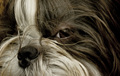 Pusti me da sp&hellip;