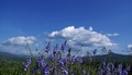 flowers, hills&hellip;