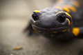 Salamandra sal&hellip;