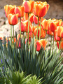 tulipani