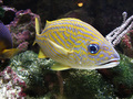 Akvarijski živ&hellip;