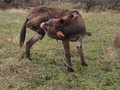 japa od zajca &hellip;