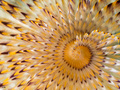 Spirographis s&hellip;