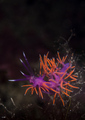 Flabellina Isc&hellip;