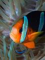 Nemo i prijate&hellip;