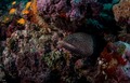 Gymnothorax mo&hellip;